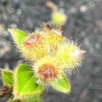 Osbeckia rubicunda Arn.